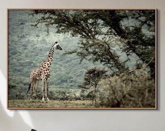Giraffe Wall Art Print Fine Art Nature Photography Gift Idea Home Decor African Safari Animal Picture Photo Display Wildlife Photograph