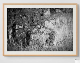African Cheetah Photography Fine Art Cat Print Wildlife Photography Nature Art Black White Safari Decor Home Office Wall Cat Lover Gift Idea