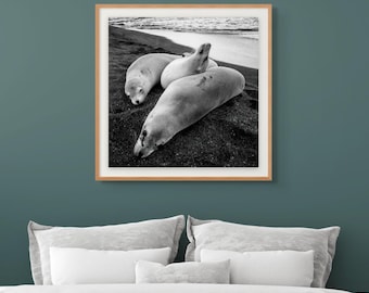 Coastal Wall Art Wildlife Photography 35mm Film Black White Beach Print Marine Decor Matte Paper Frame Choice Beach House Wall Accent Art