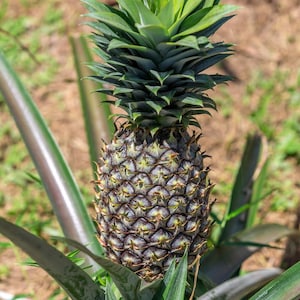 White Jade Pineapple - Live Starter Plants