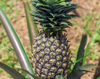 White Jade Pineapple - Live Starter Plants
