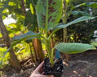 Banana Plant Musa Grand Nain Live Starter  Chiquita Banana Tree | Small  Rooted Plant for Home Garden or Patio - Etsy