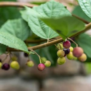 May include: A branch of a plant featuring serrated green leaves and clusters of small, round berries in various stages of ripening, displaying colors ranging from light green and yellow to pink, deep red, and dark purple hues on thin stems.