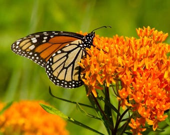 Butterfly Milkweed  - Live Starter Plant