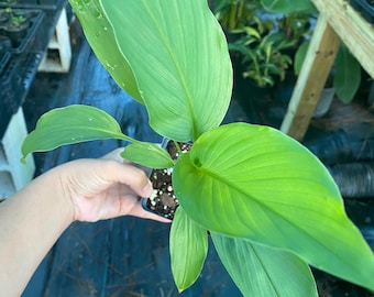May include: A potted plant with multiple broad, vibrant green leaves featuring prominent parallel veins. The plant is held in a small black plastic container filled with dark soil, showcasing a healthy, upright growth pattern with smooth, pointed foliage.