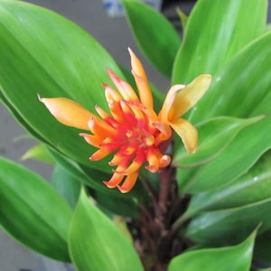May include: A vibrant bromeliad plant featuring a central flower with pointed, overlapping petals in shades of bright orange and deep red. The flower is surrounded by broad, smooth, glossy green leaves that radiate outward from a dark central stem.
