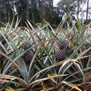 May include: A field of pineapple plants with long, sharp, green and yellow-tipped leaves. Several dark, textured pineapples are growing from the center of the plants, each topped with a crown of spiky, rigid leaves in a natural outdoor setting.