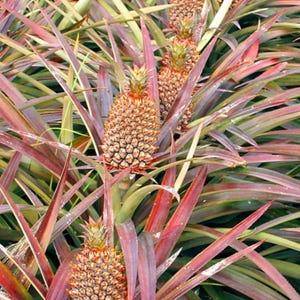 May include: A field of pineapples growing on plants with long, pointed, reddish-purple and green leaves. Each pineapple has a textured, golden-brown, segmented exterior and a small, spiky green crown at the top, arranged in rows.