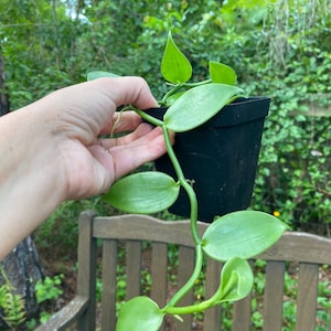 May include: A trailing vanilla orchid plant with smooth, light green, oval-shaped leaves growing from a thick, flexible stem. The plant is housed in a simple, square black plastic nursery pot, showcasing a vibrant and healthy vining appearance.
