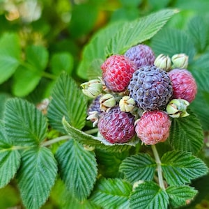 May include: A cluster of raspberries in various stages of ripeness, ranging from bright red to deep purple-black, nestled among serrated green leaves. The berries exhibit a textured, drupelet surface with small, pale green, unopened buds.