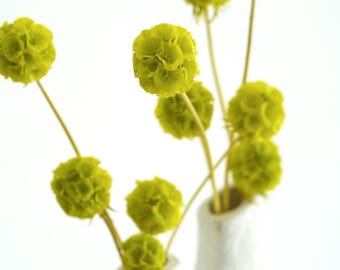 Dried Green Scabiosa Pods 10 Stems Bundle, Natural Drumstick Flowers, Unique Sculptural Dried Flowers, Modern Minimalist, Boho Chic Vintage