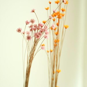 May include: Two bunches of dried flowers against a white backdrop. One has delicate pink blooms, the other vibrant orange flowers. The stems are thin and brown, creating a natural, minimalist aesthetic. Ideal for home decor.