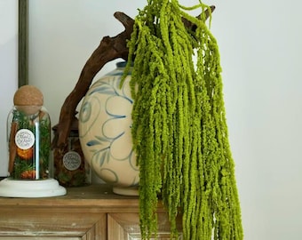 Green Hanging Amaranthus – Preserved / Dried Amaranthus Garland, Minimalist, Plant Lover Gift, Boho Vintage Rustic Home Decor, Pet Friendly