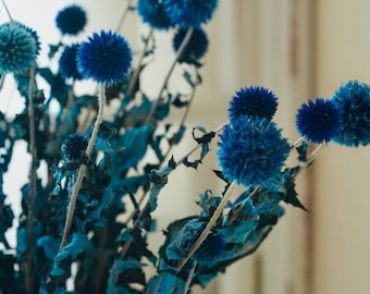Dried Blue Globe Thistle Flower Bouquet: Natural Spiky Blooms (20 blooms, 16-18 inches long)