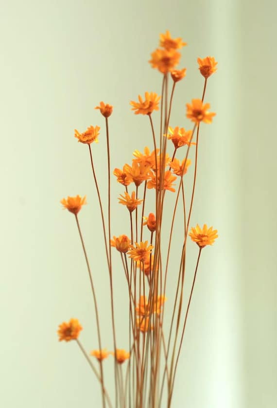 50pcs Dried Gold Orange Hill flower Bundle: Boho Chic Vintage Home Decor, Minimalist, Gift for Plant Lovers, Mini Daisy Bouquet