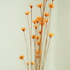 May include: A display of dried orange flowers with thin, brown stems set against a pale white backdrop. The flowers feature small, delicate petals and are grouped together, creating a natural, airy aesthetic. Suitable for home decoration.