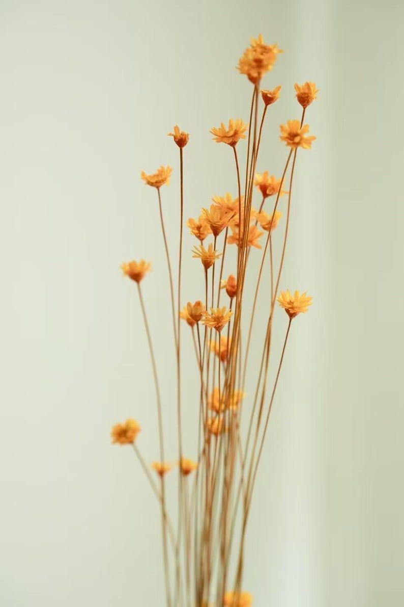 May include: A display of dried orange flowers with thin, brown stems set against a pale white backdrop. The flowers feature small, delicate petals and are grouped together, creating a natural, airy aesthetic. Suitable for home decoration.