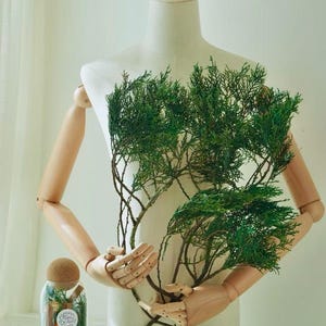 Preserved Natural Cedar & Juniper Greenery Stems, Rustic Boho Vintage Winter Greens, Vase-Ready Branches, Plant Lover Gift