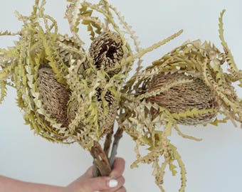 Giant Banksia Natural Australian Dried Flower, Rustic Boho Chic Vintage Botanical Arrangement, Sculptural Neutral Home Decor, Plant Eater