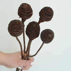 May include: A bundle of five dark brown, spherical, woody seed pods attached to thin, textured stems. Each pod features a distinct, layered, spiral-like pattern resembling a small pinecone or a tightly coiled, organic, natural botanical structure.