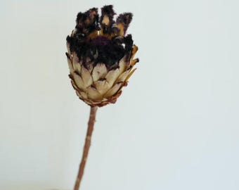 Dried White Protea Stem, Natural Preserved Protea Flower, Boho Floral Decor, Large Dried Botanical Stem, Wedding Arrangement, Minimalist