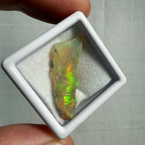 May include: A raw, translucent opal gemstone with vibrant flashes of neon green, yellow, and orange fire, displayed inside a square white plastic display case with a white foam insert, showcasing its natural, irregular, and elongated shape.