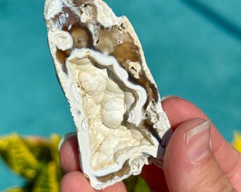 Agatized Coral Fossil Specimen, Tampa Bay Florida Coral Fossil, Natural Florida Fossil, Collector Display Piece