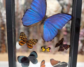 Framed Butterfly Curio Display | 7 Real Butterfly Collection | Mixed Species Specimen Frame | Blue Morpho Accent | Dark Academia Decor