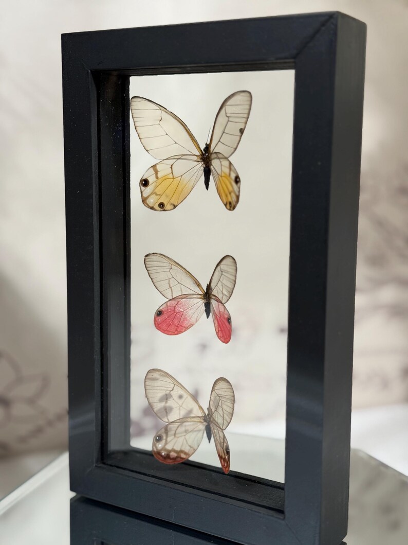 Butterfly Insect Display Framed Glasswing Butterfly Display | Real Insect Wall Art Entomology ...