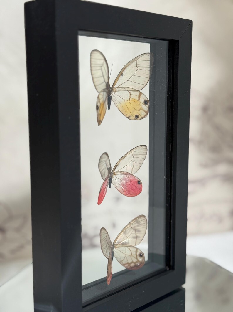 Framed Glasswing Butterfly Display | Real Insect Wall Art Entomology ...