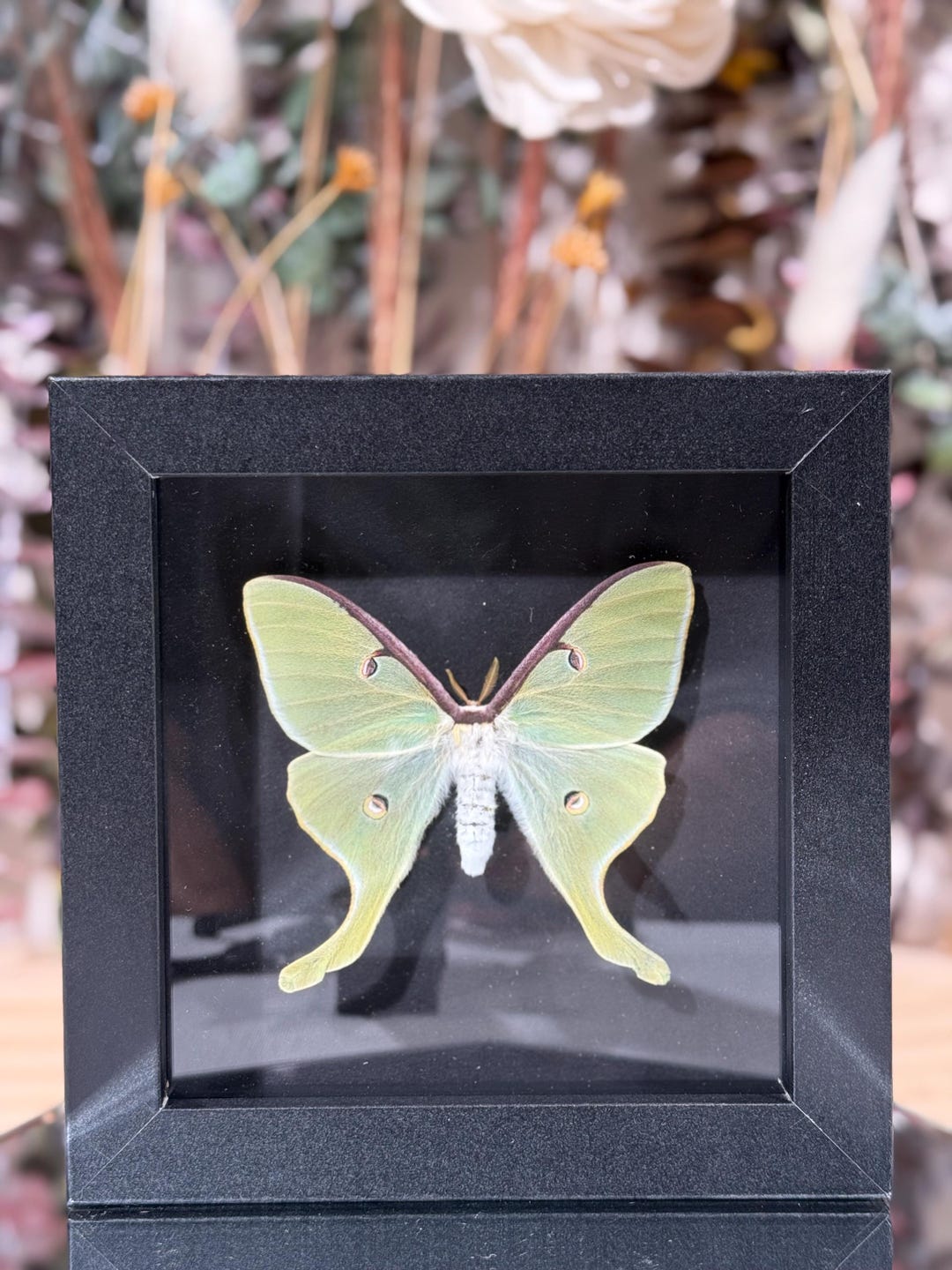 Framed Green Luna Moth (actias Luna) | Real Moth Display | Glass Frame ...