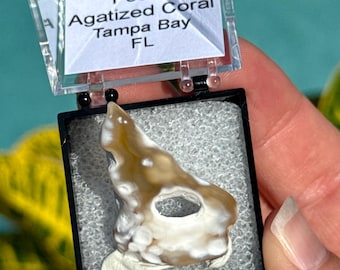 Agatized Coral Fossil Specimen, Tampa Bay Florida Coral Fossil, Natural Florida Fossil, Collector Display Piece