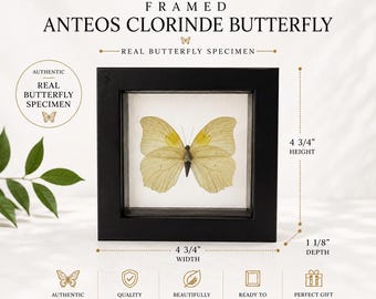 May include: A framed Anteos Clorinde butterfly specimen in a black shadow box frame. The text reads KDS CRYSTALS, FRAMED ANTEOS CLORINDE BUTTERFLY, REAL BUTTERFLY SPECIMEN. Dimensions are 4 3/4 inches height, 4 3/4 inches width, and 1 1/8 inches depth.