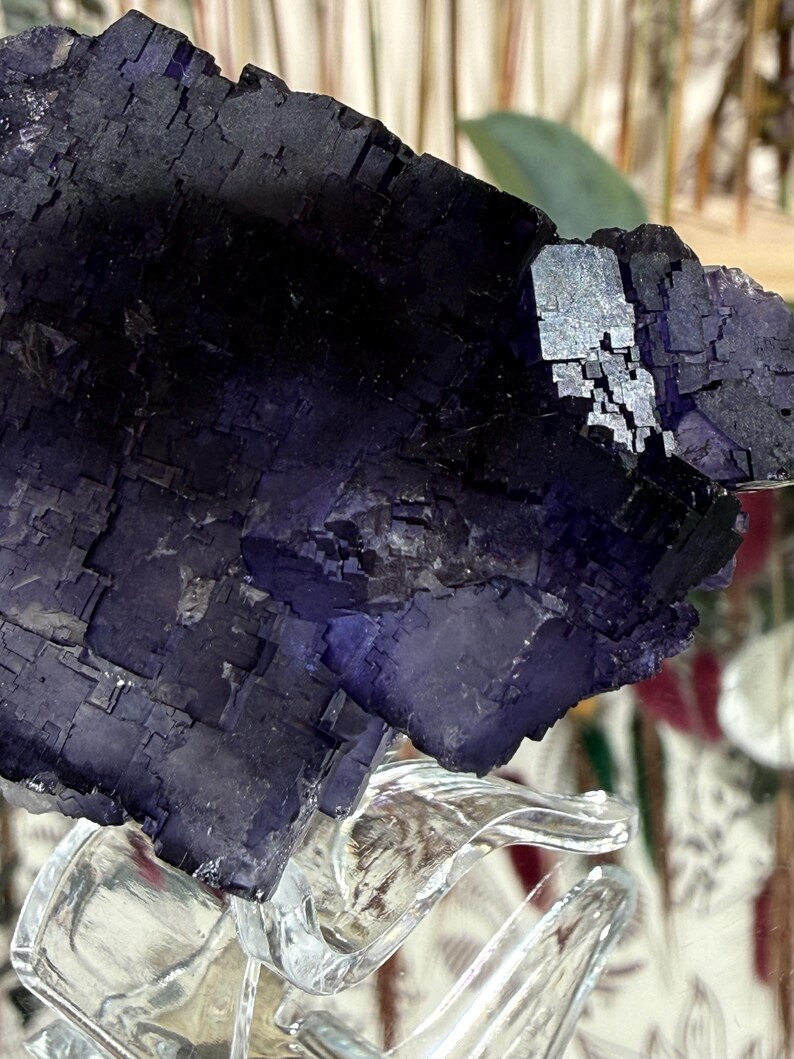 Puede incluir: Primer plano de un grupo de cristales de fluorita de color p&uacute;rpura oscuro. El cristal tiene una estructura geom&eacute;trica y en bloques con un color profundo y saturado. El cristal se exhibe sobre un soporte de vidrio transparente y ondulado.