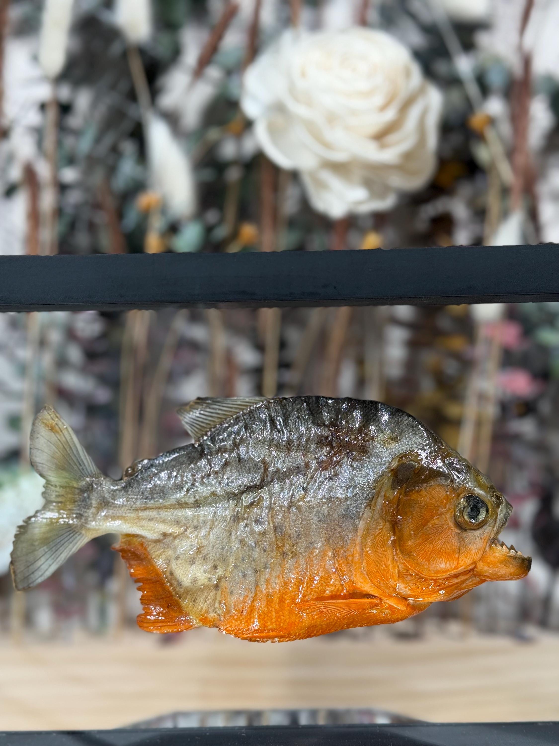 Real Framed Piranha - Etsy