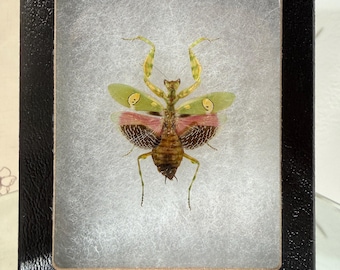 Rare Peruvian Leaf Shield Mantis Framed Taxidermy - Mantodea