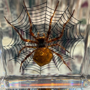 May include: A clear glass with a spider and web design. The spider is brown and gold, with long legs, positioned in the center of a black web. The glass is square and reflects the spider and web.