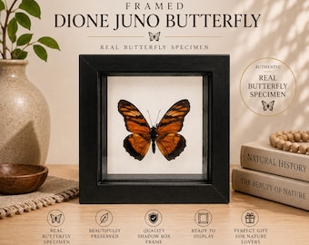 May include: A Dione Juno butterfly specimen displayed in a black square shadow box frame. The butterfly features orange wings with black veins and borders. Text on the frame includes KDS CRYSTALS, FRAMED DIONE JUNO BUTTERFLY, and 4 3/4" H x 4 3/4" W x 1 1/8" D.