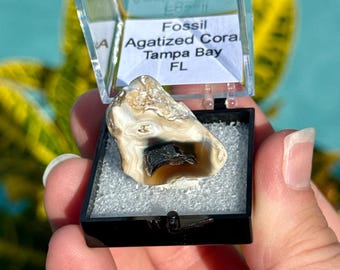 Black Agatized Coral Fossil, Tampa Bay Florida Coral Fossil, Natural Agate Coral Specimen, Florida Fossil Display