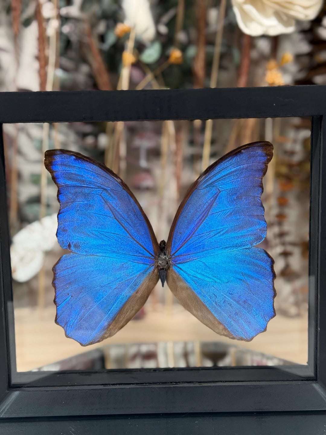 Framed Blue Morpho Butterfly | Real Iridescent Insect Wall Art ...