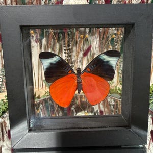 May include: A framed butterfly specimen with a black frame. The butterfly has orange lower wings and black upper wings with white and blue accents. The background includes dried plants and a patterned fabric.