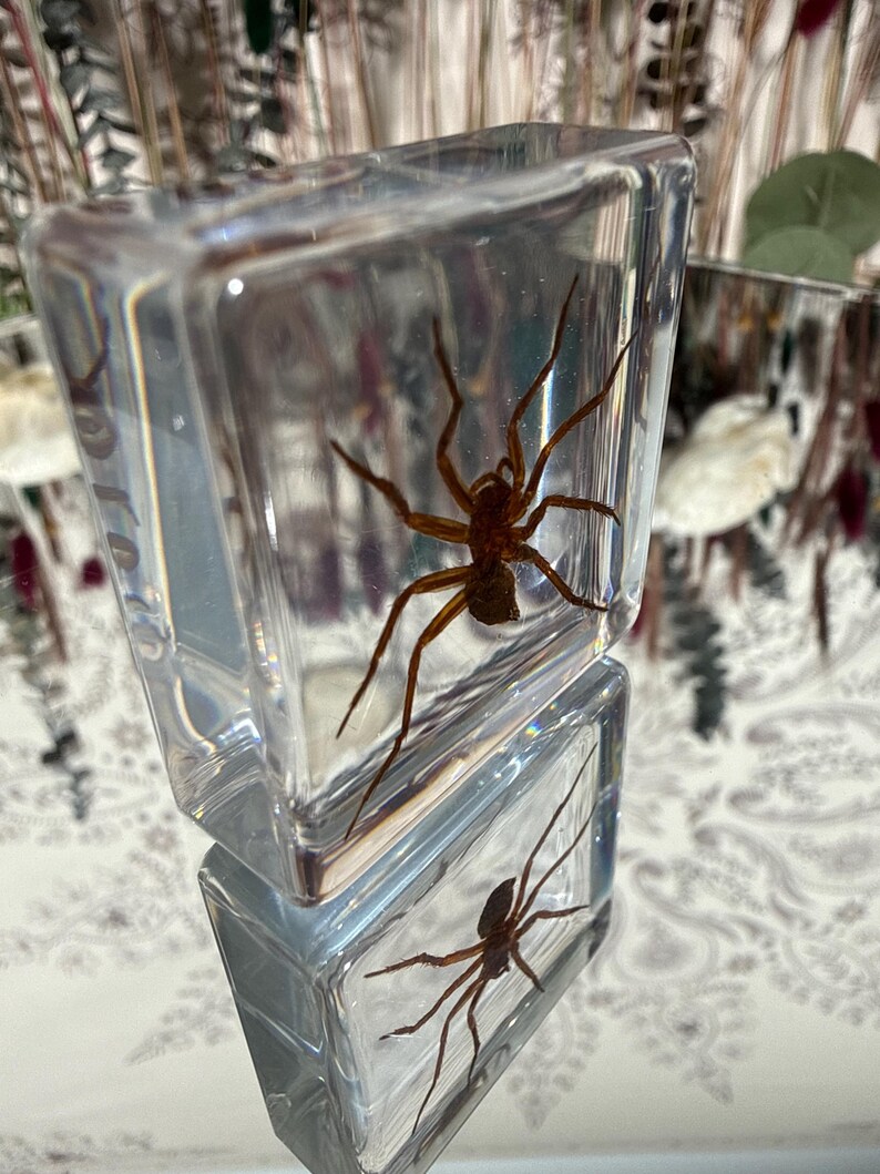 Wolf Spider Resin Specimen Cube | Insect Oddities | Real Arachnid ...