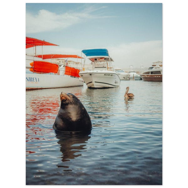 From Cabo to Your Wall: The Viral Seal Print as Poster!