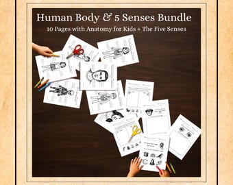 Human Anatomy & 5 Senses Worksheets | K-1st Grade Science (PDF)