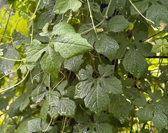 Herbe Cerasee | Coupé et tamisé | Artisanat jamaïcain | Melon amer | Séchée au soleil | Tisane | Pur naturel | Biologique