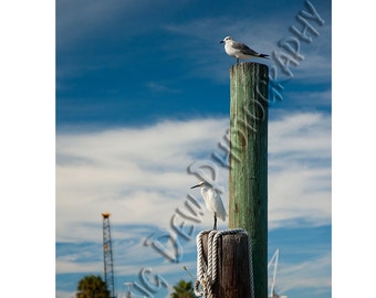 Dock Watchers -  Matted photograph of seabirds at the docks in Tarpon Springs, Florida