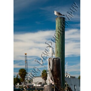 Dock Watchers -  Matted photograph of seabirds at the docks in Tarpon Springs, Florida