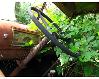 Dashboard with Berries - Matted photograph of an abandoned truck with berries growing in the cab.