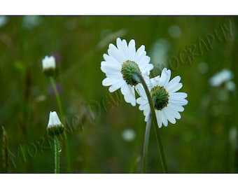 Daisies - Matted photograph of a pair of daisies.
