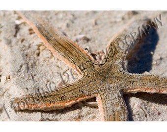 Sea Star - Matted photograph of a starfish on the beach.